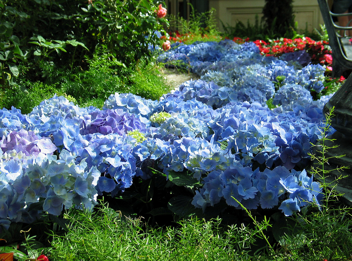 All sizes  Bellagio spring garden  Flickr - Photo Sharing! (700x520, 980Kb)