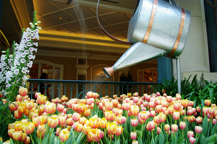 All sizes  Tulips at Bellagio  Flickr - Photo Sharing! (700x466, 877Kb)