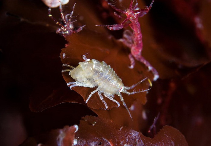 77310888_large_Unidentifiedamphipoda (700x485, 70Kb)