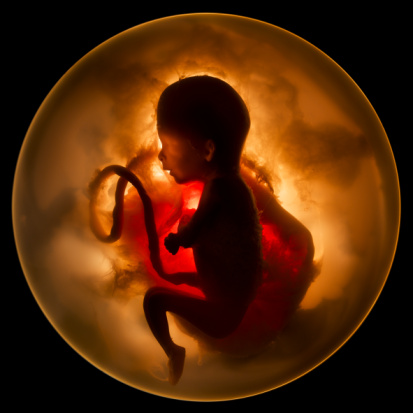 1320681298_embryo1 (413x413, 69Kb)
