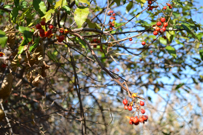 1320855584_Yagoda (700x467, 237Kb)