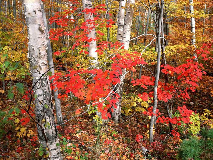 maples--ash--and-birch-trees-in-autumn--vermont (700x525, 162Kb)