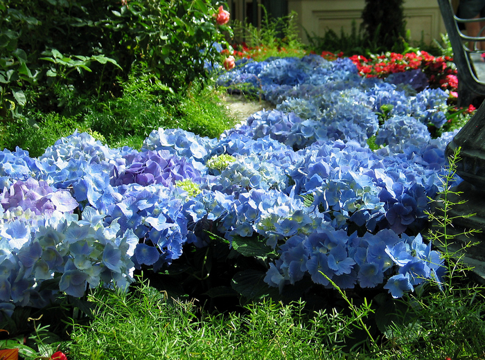 79800493_All_sizes__Bellagio_spring_garden__Flickr__Photo_Sharing (700x520, 980Kb)