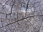  tree-wood-texture-14 (500x375, 141Kb)