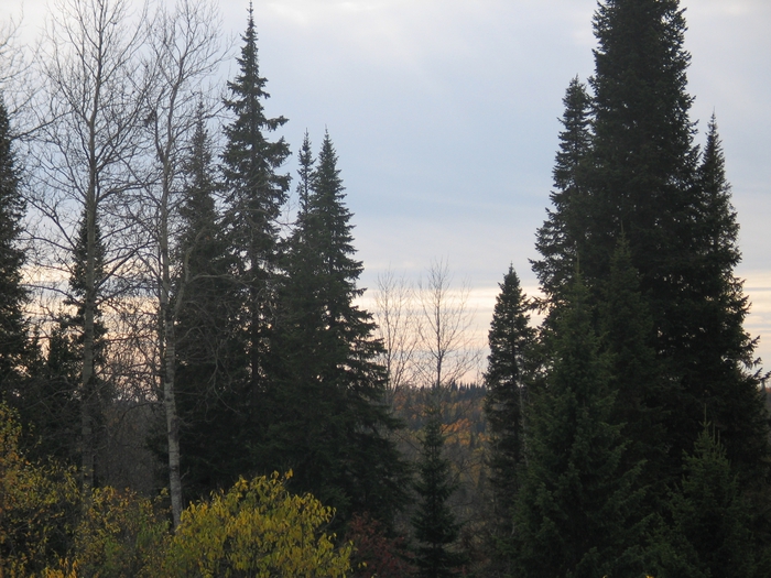 IMG_8590 (700x525, 311Kb)