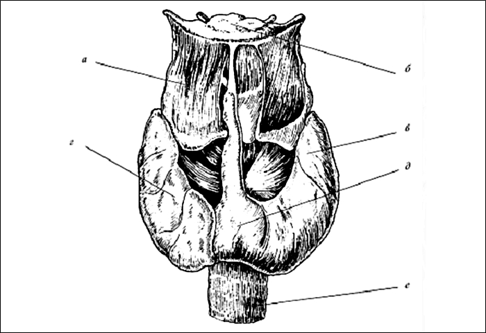 Щитовидная железа нарисовать