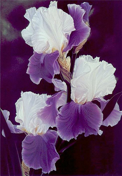 Iris Oil on Canvas (487x700, 62Kb)