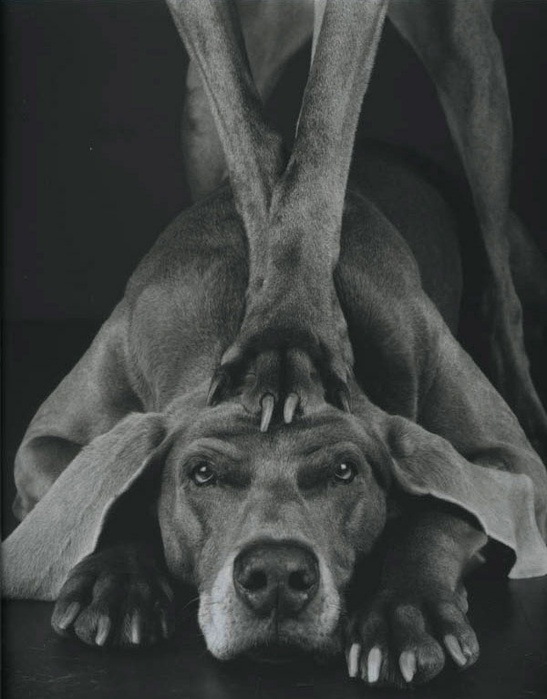 10_03_2009_0902642001236709891_william_wegman (547x700, 96Kb)