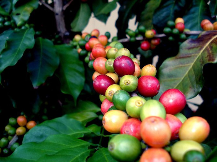 coffee-beans2-800 (700x525, 62Kb)
