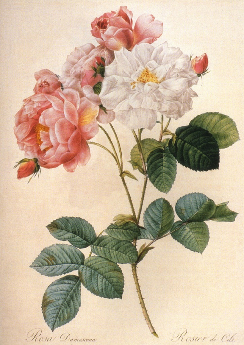 Redoute 1749-1840, Pierre-Joseph, France Rosa damascena (494x700, 431Kb)