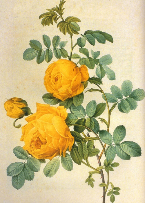 Redoute 1749-1840, Pierre-Joseph, France Rosa sulfurea (500x700, 462Kb)