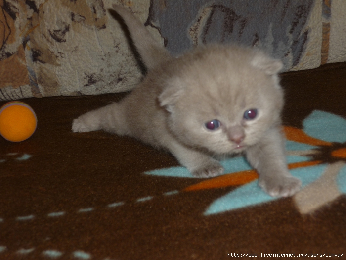 P1110409 (700x525, 245Kb)