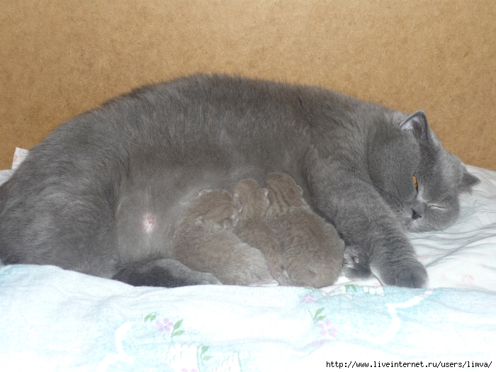 P1110236 (700x525, 263Kb)