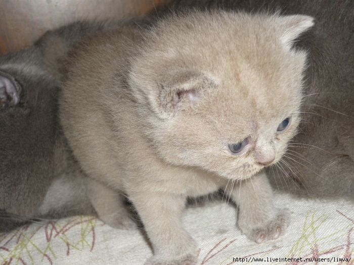 P1110312 (700x525, 281Kb)