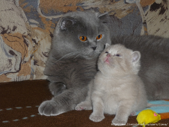 P1110330 (700x525, 294Kb)