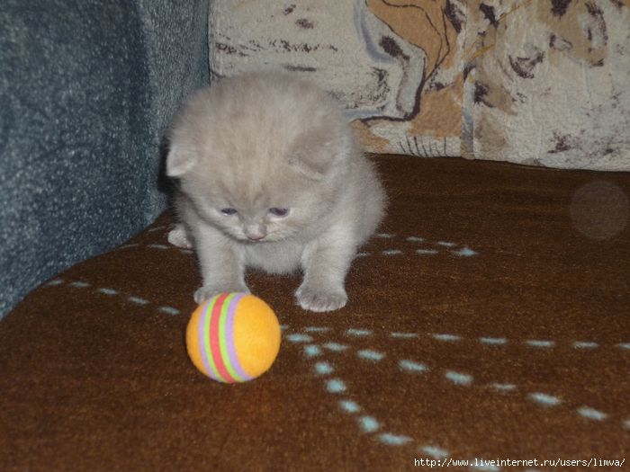 P1110344 (700x525, 290Kb)