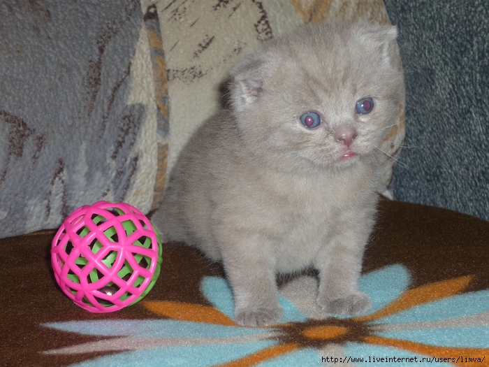 P1110367 (700x525, 309Kb)