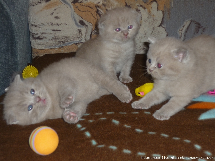 P1110376 (700x525, 256Kb)