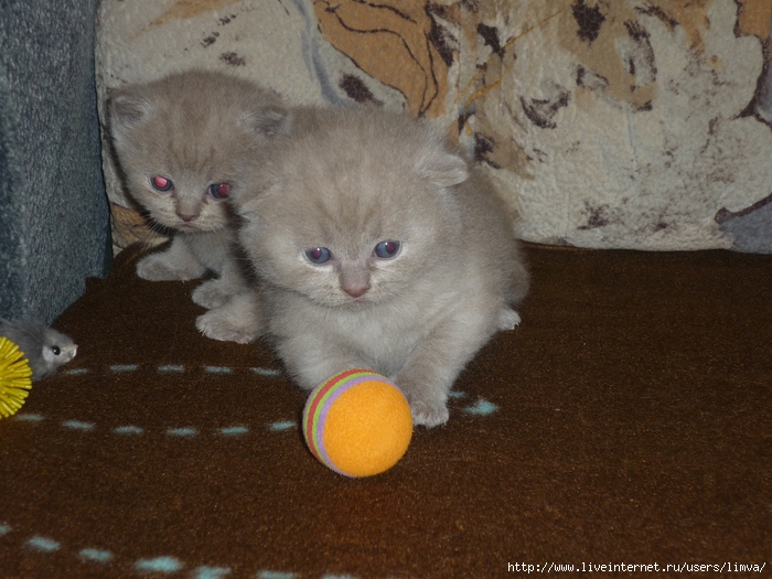 P1110396 (700x525, 299Kb)