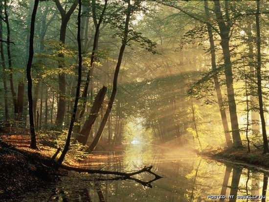 1249504228_sun-rays-sun-rays-keiths-pics-nature-natur_large (550x412, 101Kb)