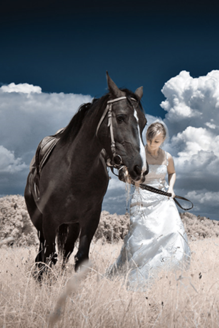 wedding-horse (451x677, 517Kb)