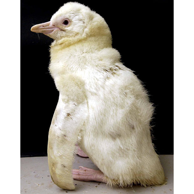 2778550_albino_penguin (620x620, 52Kb)