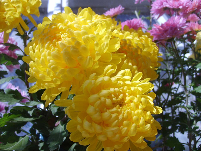 chrysanthemum_27 (700x525, 456Kb)