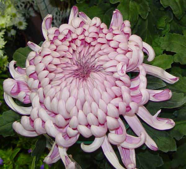 chrysanthemum4 (600x545, 37Kb)