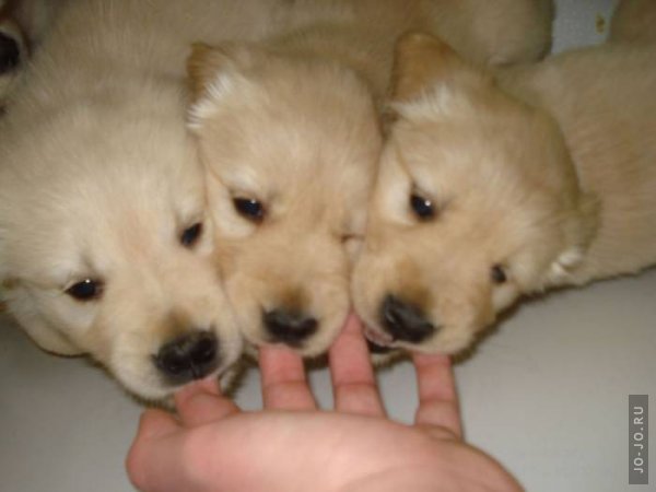 1321536949_1321486385_these_funny_animals_842_02 (600x450, 28Kb)