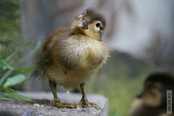 1321536964_1321486395_these_funny_animals_842_04 (600x400, 29Kb)
