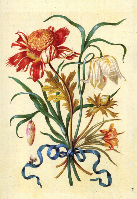 Anemone, Fritillary, Crocus (483x700, 444Kb)