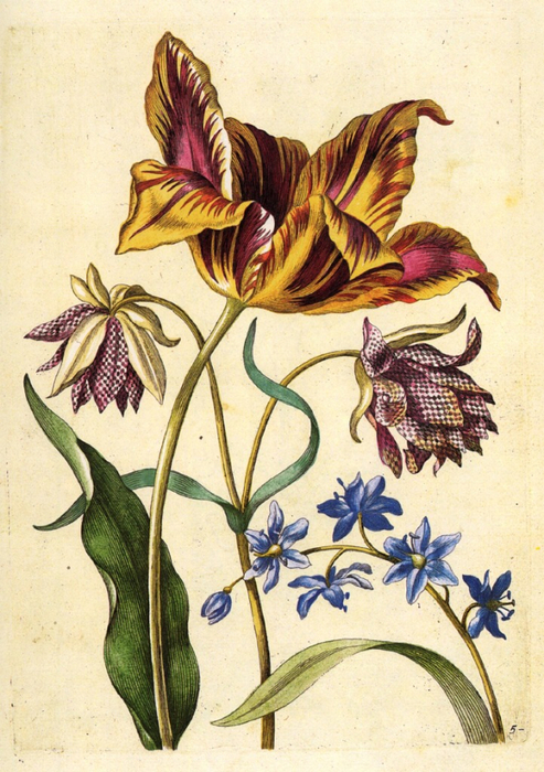 Bluebell or Squill, Tulip Admirla de Moor, Double Fritillary (493x700, 459Kb)