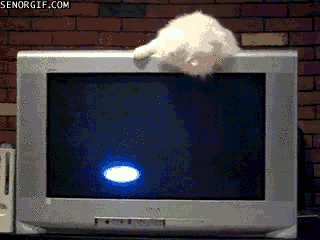 funny-gifs-screensaver-needs-to-be-caught (320x240, 1896Kb)