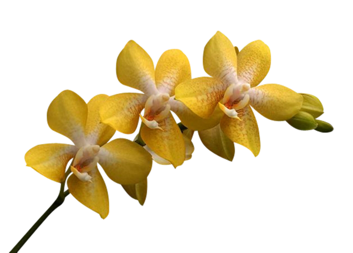 kTs_Jardin_orchidees-2-1 (700x500, 216Kb)