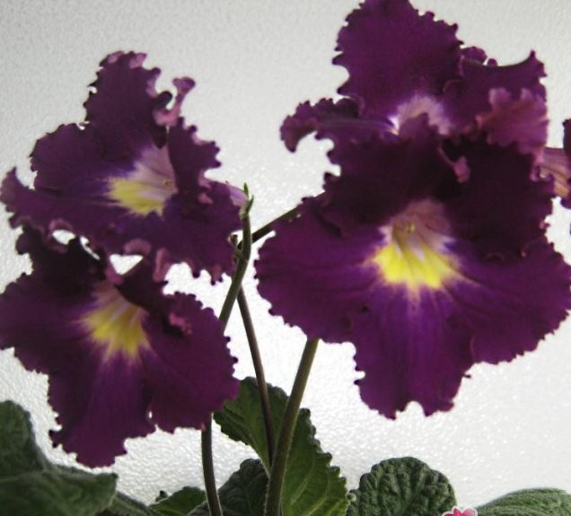 Стрептокарпус дикая орхидея фото и описание