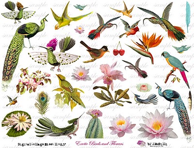 240  w ExOtiC BiRdS aNd fLoWeRs (400x305, 58Kb)