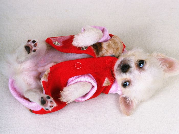 2795685_lovely_Puppy_wallpaper_da237005f_wallcoo_com (700x525, 57Kb)