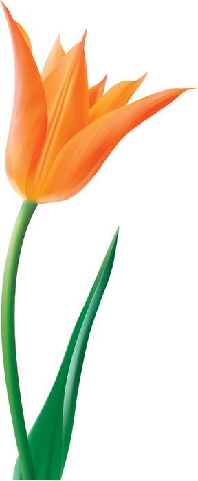 tulip (288x700, 89Kb)