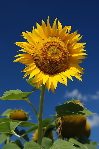 078_big (320x480, 64Kb)
