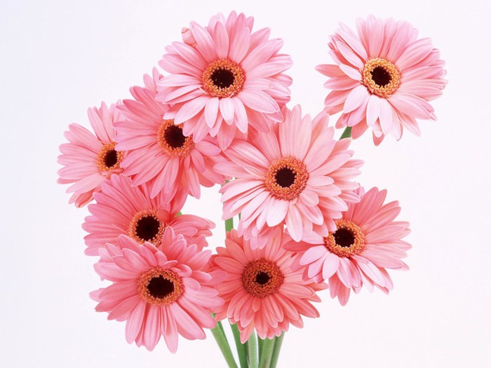 International_Womens_Day_Flowers_for_your_favorite_girl_014491_ (700x525, 75Kb)