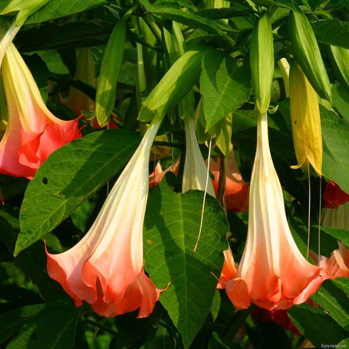 brugmansia1 (700x700, 152Kb)