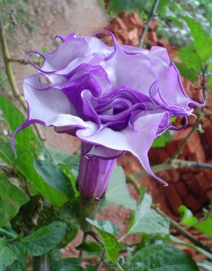 Datura_purple_queen_double1 (421x540, 61Kb)