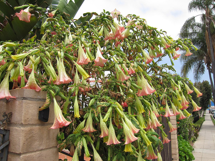 IMG_0696_brugmansia_pink_12001 (700x525, 250Kb)