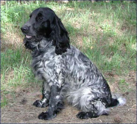 3801119_spaniel (582x528, 64Kb)