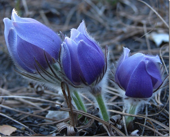 pulsatilla_3 (644x519, 111Kb)