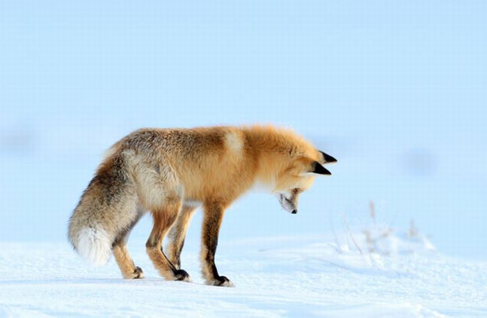 fox_01 (700x458, 27Kb)