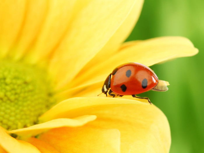 Animals_Insects_Ladybird_on_flower_025025_ (700x525, 58Kb)