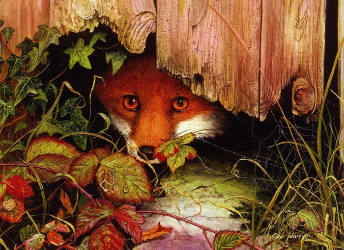 peeping-fox (700x510, 127Kb)