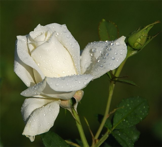 Белая роза (640x581, 47Kb)