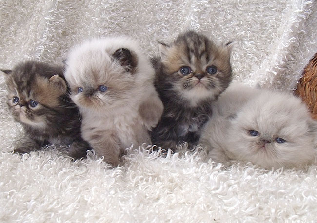 persian-himalayan-kittens-1-1 (650x457, 98Kb)